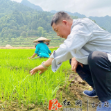 湘西：技术员来到田间地头 开展汛期农业气象服务