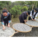 想尝尝吗?湘西96岁老人5月6日亲自为你炒莓茶,幸福一辈子的那口甜!