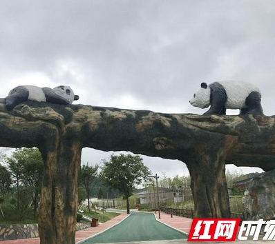 8只大熊猫已安家凤凰！适应期后便能与公众见面