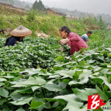 保靖首八峒村：免费发放紫薯苗 助力疫后村民发展生产