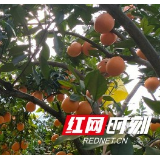湘西州里耶镇被列为国家级农业产业强镇建设名单