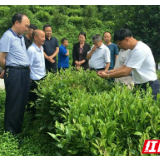 湖南省茶叶协会来湘西州调研茶叶产业发展情况