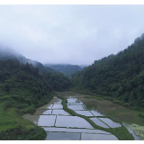 夏至 | 躬耕田间 万物至繁