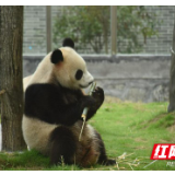 凤凰中华大熊猫苑今日试开园 8只大熊猫正式与公众见面