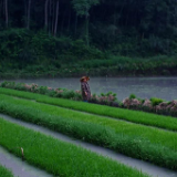 秧苗长新芽 子腊施肥忙