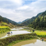 贡米农业 | 苗家贡米 一碗留香