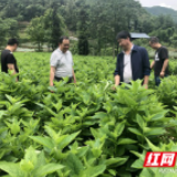 村民满意的“当家人”——记大红村党支部书记王先群