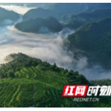 国开行湖南省分行助力湘西贫困苗寨产业脱贫