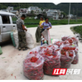 泸溪：兴隆场镇迎来辣椒收购季