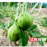 组图丨永顺：“空中西瓜”降颗砂