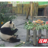 三喜临门！凤凰三只大熊猫同天过生日 百名小朋友为其庆生
