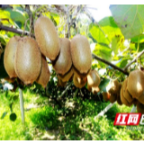 凤凰：菖蒲塘上果飘香 农户丰收甜心头