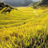 保靖：涂乍村的米粮川