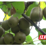 泸溪：千亩红心猕猴桃园喜丰收