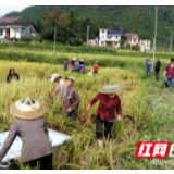 湘西州农科院到花垣县龙门村助农抢收