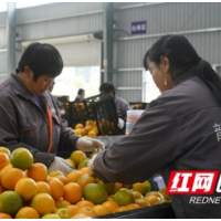 保靖：聚力推进优势产业链转型升级提质