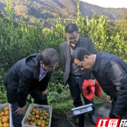 湘西州柑桔大实蝇绿色防控技术示范与推广项目效果喜人