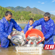 泸溪：鲈鱼喜丰收 产业助振兴