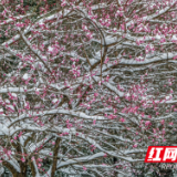 组图丨泸溪：瑞雪飞舞梅花斗艳