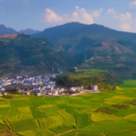 永顺:花开时节,金色油菜来贺喜!