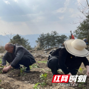 古丈县:紧锣密鼓抓春耕生产