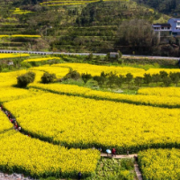 大陂流村油菜花海，美到窒息！