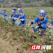 龙山本土茶叶新鲜出炉 特色产业发展凸显成效