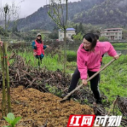 湘西州疾控中心：植新绿建五彩森林 护碧水筑美丽家园