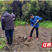 湘西州水利局开展义务植树活动 践行绿色发展理念