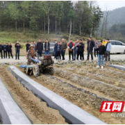 龙山：烤烟平衡施肥起垄现场会召开