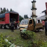 保靖长潭河乡：油茶发展正当时