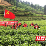 湘西州卫健系统：党史宣讲进乡村 助农服务入茶园