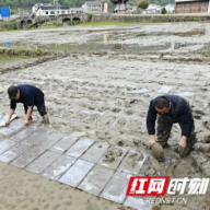 永顺：推广软盘育秧新技术