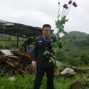 吉首：菜园附近发现罂粟 民警依法当场铲除