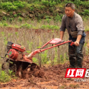 泸溪：农机战春耕确保丰衣足食粮安全