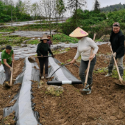 龙山：烤烟第一村大红村覆膜忙