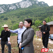 杨志慧调研酉水国家湿地公园旅游精品线建设项目