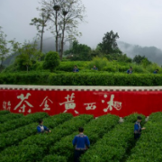 组图丨春日踏青好去处 湘西黄金茶茶王争霸赛在隘口村举行