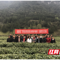 吉首矮寨：开展主题党日活动助推茶叶产业发展