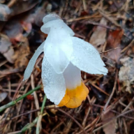 永顺小溪镇：惊现珍贵水晶兰