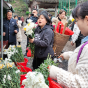 泸溪融媒丨泸溪清明祭祀鲜花免费送 文明祭扫树新风