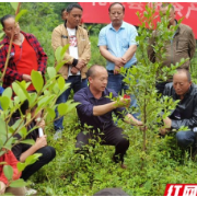 花垣县边城镇举行油茶产业理论与技术培训