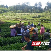 我为群众办实事丨古丈县茶叶局技术干部深入基层开展茶叶技术培训