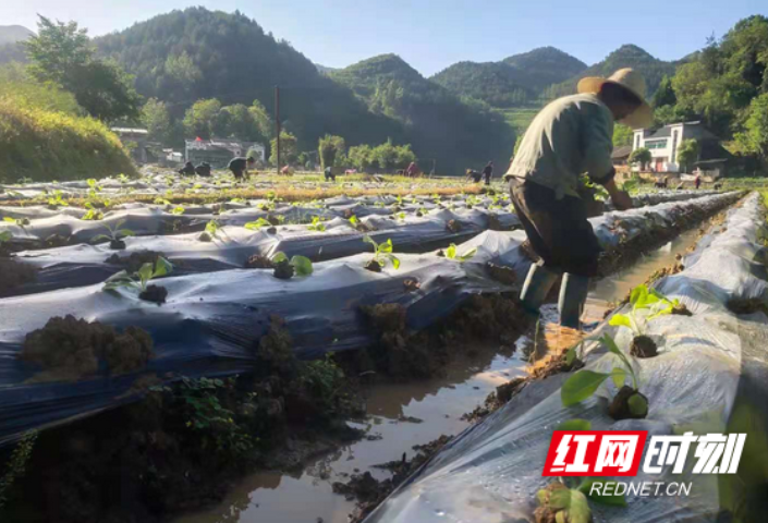 龙山：三举措推动烟叶生产顺利进行