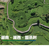 红视频 | 保靖黄金茶2021年茶王争霸赛