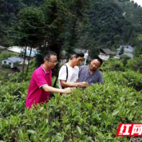 助推湘西州茶产业发展的“弄潮儿”——记保靖县老树茶叶产销专业合作社理事长石元葵