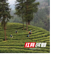 民企心向党  启航新征程（一）丨湘西州茶叶协会：让茶叶成为富民强州的大产业