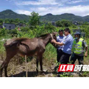 民警暴晒四个多小时 为群众找回丢失的骡子