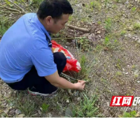 泸溪：居民家中惊现“不速之客” 快警徒手捉蛇除险