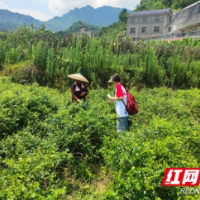 吉首大学“云上学堂”国情观察实践团：把汗水挥洒在田野